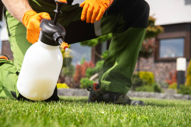 Best Termite Control Services  in Bealeton, VA