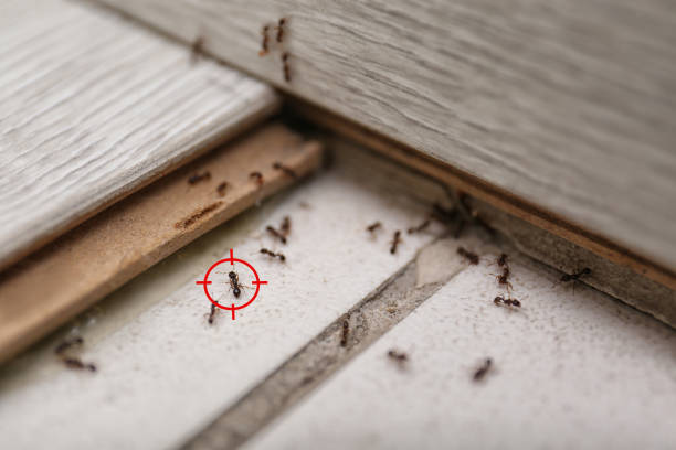 Best Residential Pest Control  in Bealeton, VA