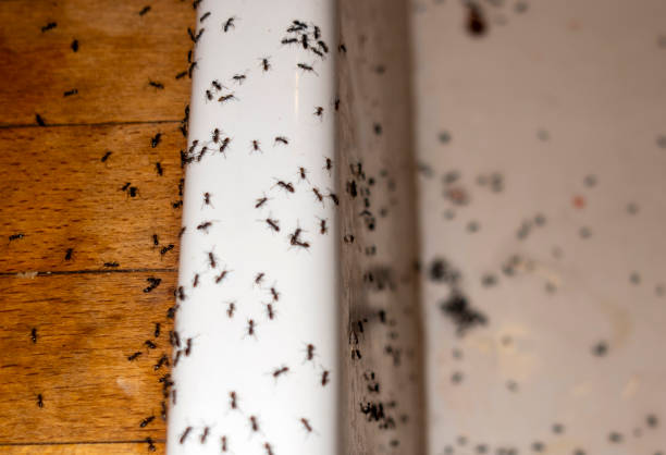 Trusted Bealeton, VA Pest Control Experts